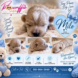 Milo - Cream male Maltipoo puppy in Spring Lake, North Carolina from Pawriffic Pups