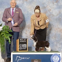 Charlotte - Chinese Crested