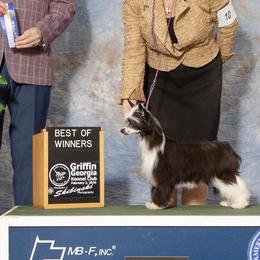 Charlotte - Chinese Crested