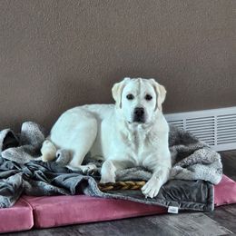 Gidget - Labrador Retriever