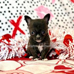 Reebok - Fawn brindled black male Chihuahua puppy in Anderson, South Carolina from Lil Treasures Chihuahuas