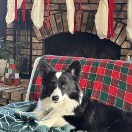 American Corgi, Dachshund, and Pembroke Welsh Corgi Puppies from Seven B Corgis & Doxies