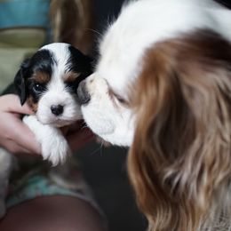 Finn - Cavalier King Charles Spaniel