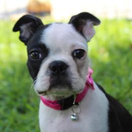 Baby Bibi - Black brindle and white female Boston Terrier puppy in Brooksville, Florida from Delamorés Pups
