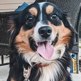 Josie - Miniature Australian Shepherd