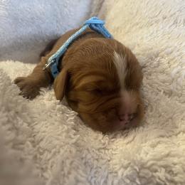 Peter - Ruby male Cavalier King Charles Spaniel puppy in London, Arkansas from Frosty’s Cavaliers