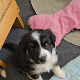 Australian Shepherd and Miniature Australian Shepherd Puppies from Cara Harker
