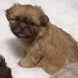 Winnie - Liver female Shih Tzu puppy in Berkeley Springs, West Virginia from Sandridge Shih Tzus