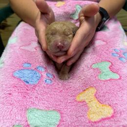 Orange collar - Golden male Golden Retriever puppy in Monroe, Tennessee from Golden Girls Furever Friends