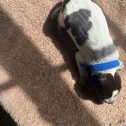 Girl 15 - Liver and white female German Wirehaired Pointer puppy in Thomasville, North Carolina from Cypress Ridge GWP