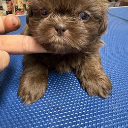 Simon - Liver male Shih Tzu puppy in Eunice, Louisiana from 4J's Cajun Kennels