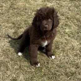 Cleo - Brown female Newfoundland puppy in Goodhue, Minnesota from Claypits Newfoundlands