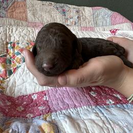 Girl 2 - female Poodle puppy in Mc Kinney, Texas from Kenney kennels