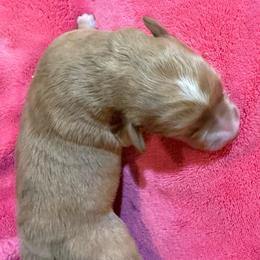 Goldie white star Girl 1 - Gold female Labradoodle puppy in Churchill County Fallon, Nevada from Card Family Ranch