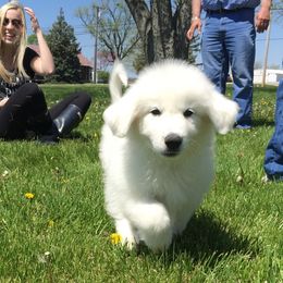 Great Pyrenees Puppies from Wells' Providence Pyrenees
