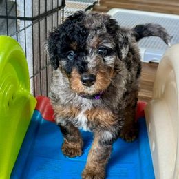 Purple Collar Female - Merle female Double Doodle puppy in Killeen, Texas from Parrish Precious Ones Texas