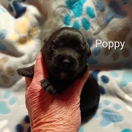 Poppy - Black female Miniature Schnauzer puppy in Midland, Texas from Shebbies Puppy Palace