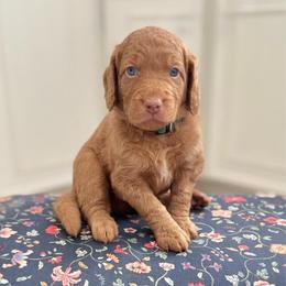 GoodLuck Bear- Green Collar - Red  male Goldendoodle puppy in Bay City, Texas from Charming Doods Goldendoodles