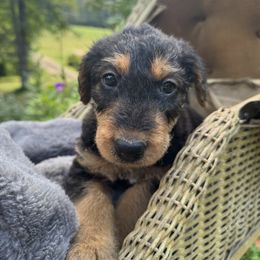 Echo Aka Mr Blue - Black and tan male Airedale Terrier puppy in Mooresville, North Carolina from Farm 55