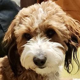 Ruki - Aussiedoodle