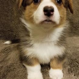 Pembroke Welsh Corgi Puppies from Whimsical Treasure Corgis