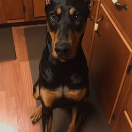 JoJo - Doberman Pinscher