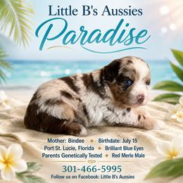 Paradise - Red merle male Miniature Australian Shepherd puppy in Port Saint Lucie, Florida from Charlene Brannon's Mini Australian Shepherds