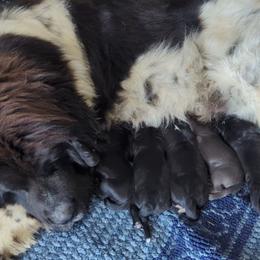 Newfoundland Female 1 - Black female Newfoundland puppy in Burfordville, Missouri from Umfleet Farms