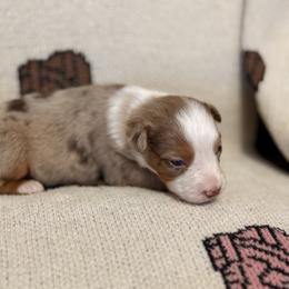 Miniature Australian Shepherd Puppies from B&B Little Aussie Gems