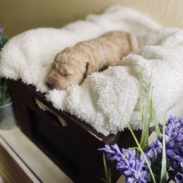 Bernedoodle and Labradoodle Puppies from Royal Doodles