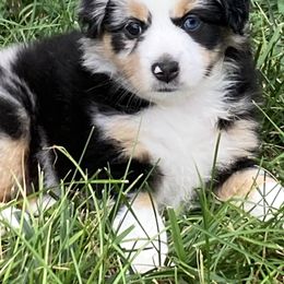 Miniature Australian Shepherd Puppies from Fancy Creek Mini Aussies