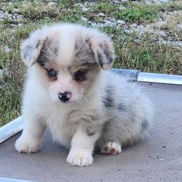 Girl 7 - Blue merle and white female American Corgi puppy in Dunbar, Nebraska from Vintage Corgis