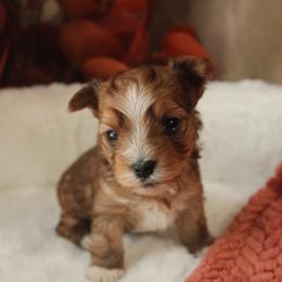 Coco - Sable male Yorkshire Terrier puppy in Eastland, Texas from Peach Yorkies