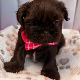 Korea - Chocolate female Shih Tzu puppy in Orange, California from Shih Tzu Hauz