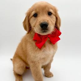 Mars - Golden female Golden Retriever puppy in Chicago, Illinois from Urbane Retrievers