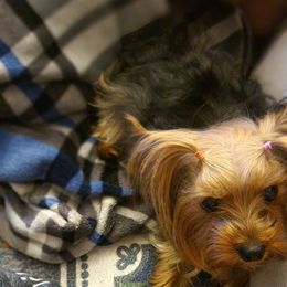 Yorkshire Terriers from Yorkies of Pineville