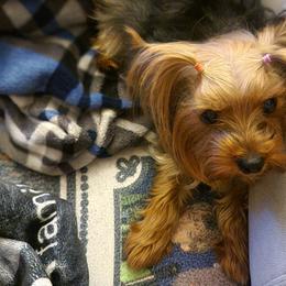 Yorkshire Terriers from Yorkies of Pineville
