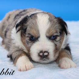 Rabbit - Blue merle male Miniature Australian Shepherd puppy in Weeki Wachee, Florida from Arlington's Mini Aussies