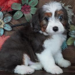 Aussiedoodle puppies from Lindsey’s Aussies