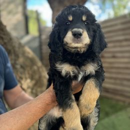 Goldendoodle Puppies from Simply Doodles Ojai