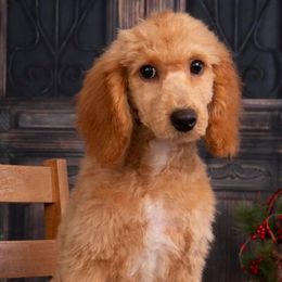 Cockapoos and Poodles from Dog E Stylz Breeding