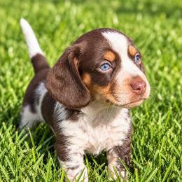 Theo - Piebald male Dachshund puppy in Mesa, Arizona from Dach Army LLC