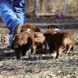 Australian Shepherd Puppies from Rocking Diamond B Aussies