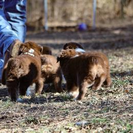 Australian Shepherd Puppies from Rocking Diamond B Aussies