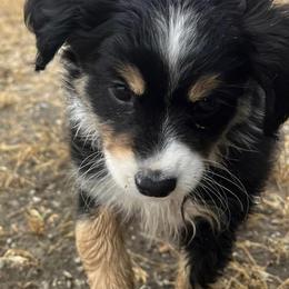 Miniature Australian Shepherds and Toy Australian Shepherds from J & J Chicot Mini/Toy Aussies