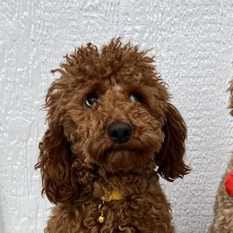 Goldendoodles from Tanya Buk