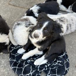 Border Collie Puppies from Roaring River Border Collies