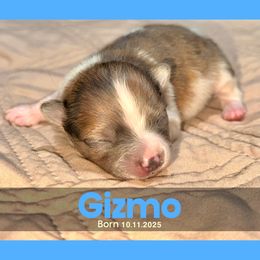 Gizmo - Chocolate parti male Pomeranian puppy in Naperville, Illinois from Somos Pomeranians | Selectively Bred Puppies