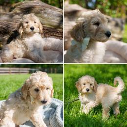 Goldendoodle Puppies from Brazos Valley Goldendoodles