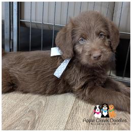 OFA-Genetics-2 Year Health Warranty - Apple Creek Doodles - F1 Labradoodle puppies. - Chocolate male Labradoodle puppy in Jeddo, Michigan from Apple Creek Doodles